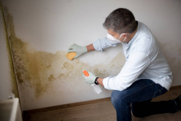 Best Post-Construction Mold Inspection  in South Rockwood, MI